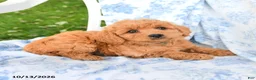 Miniature Labradoodle dogs for sale: Crumpet - Ad 2