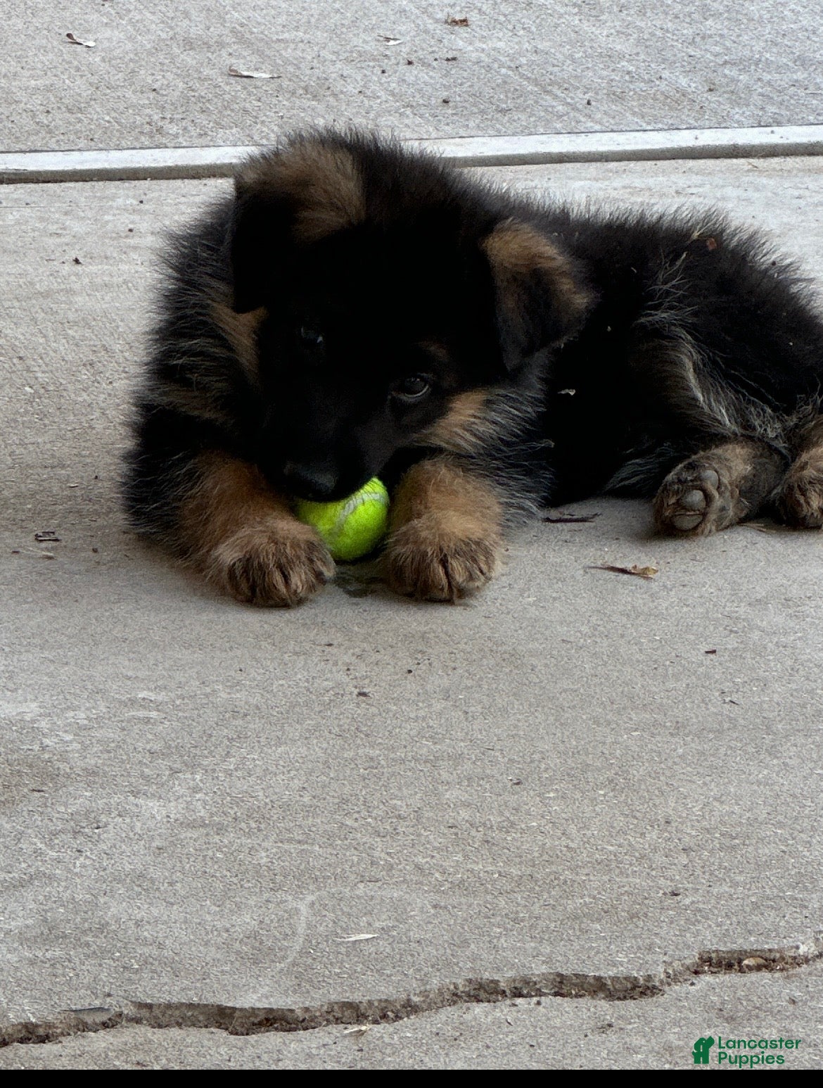 German Shepherd dogs German Shepherd 1 - Ad 20