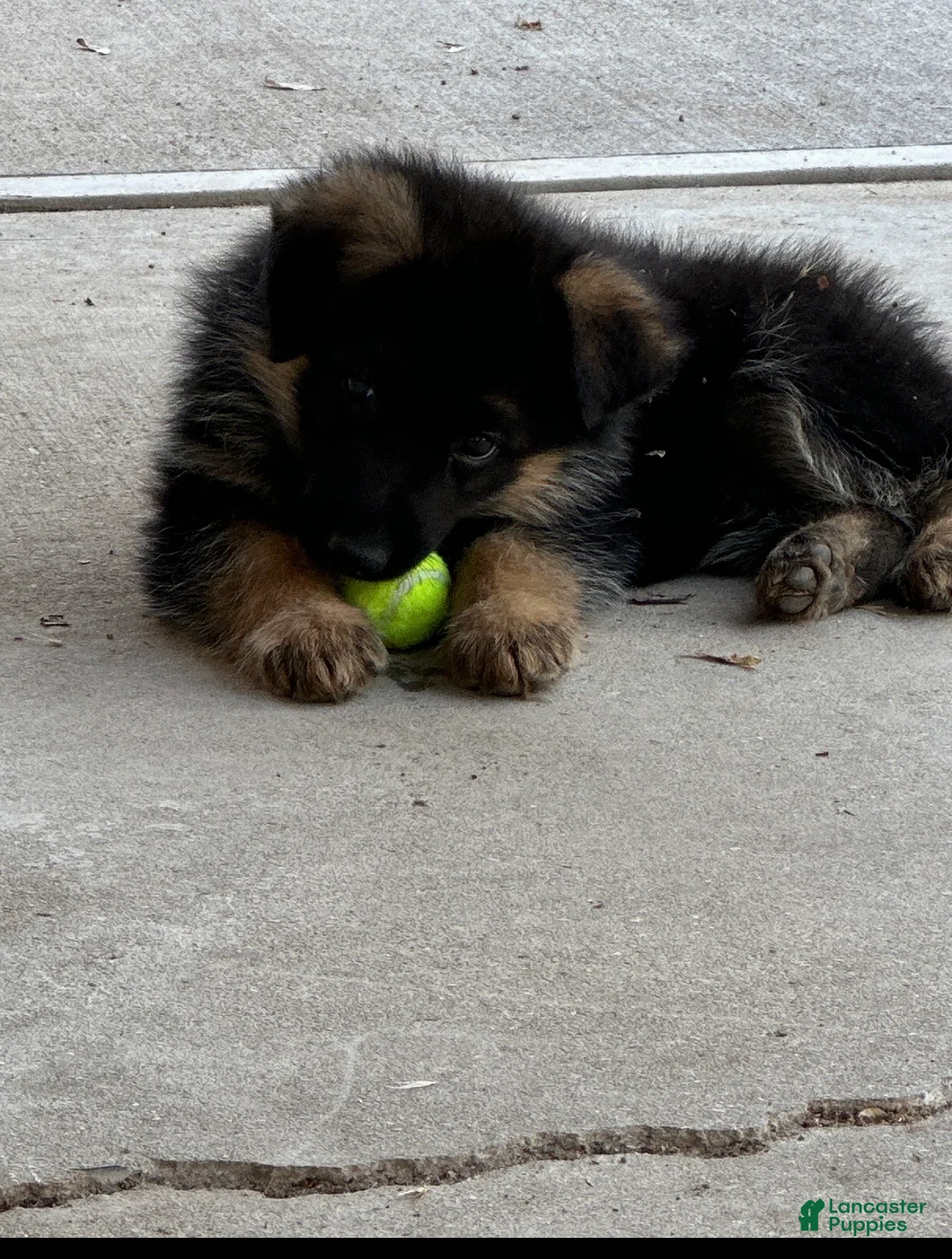 German Shepherd dogs for sale: German Shepherd 1 - Ad 1