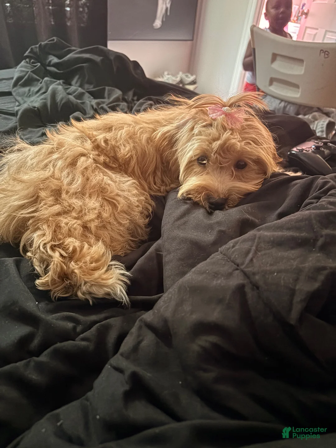 Shihpoo dogs for sale: Shihpoo 1 - Ad 7