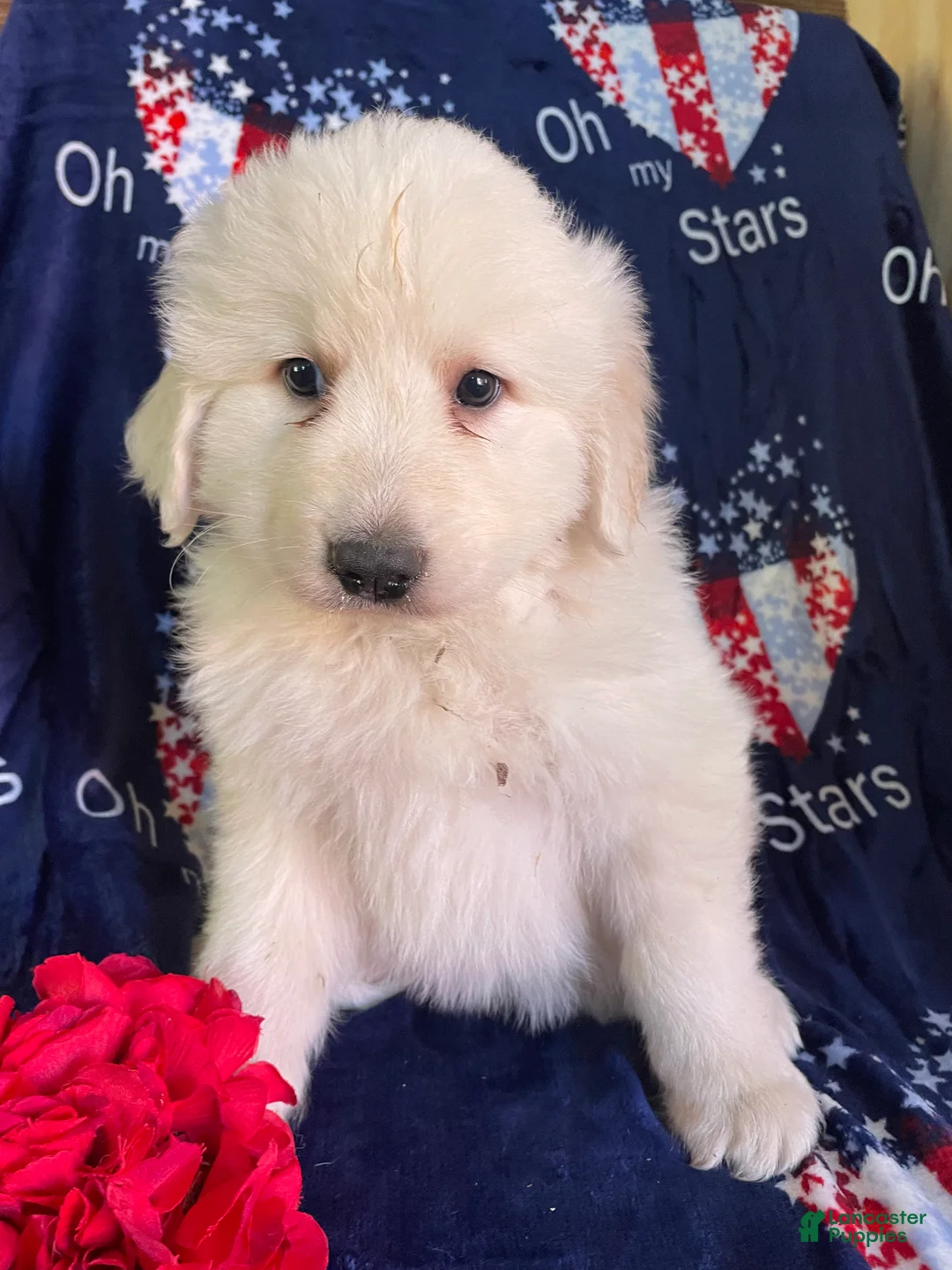 Great Pyrenees dogs for sale: Baron - Ad 4