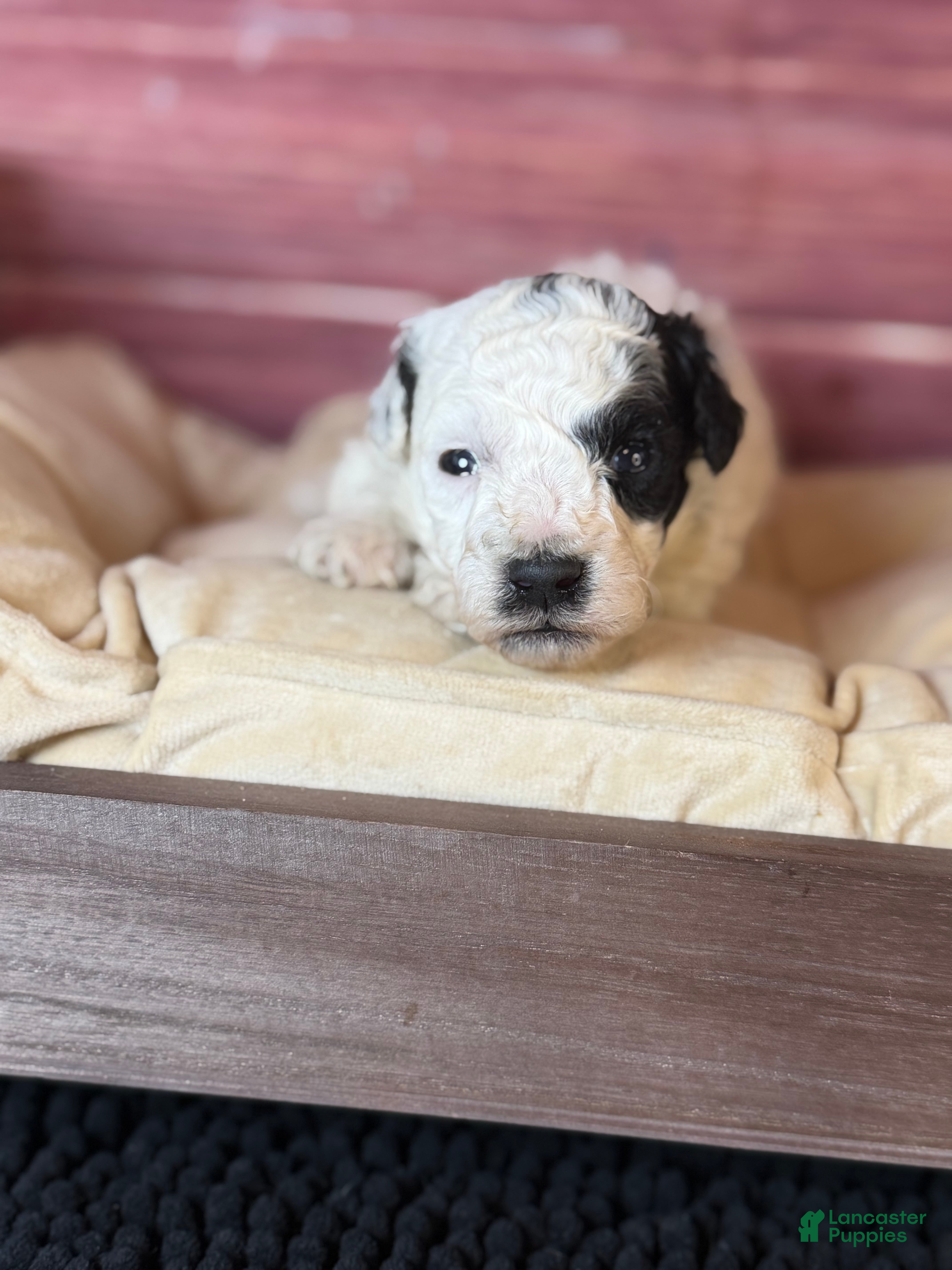 Toy Poodle dogs Boston - Ad 2