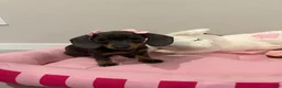 Dachshund dogs for sale: Nyla  - Ad 4
