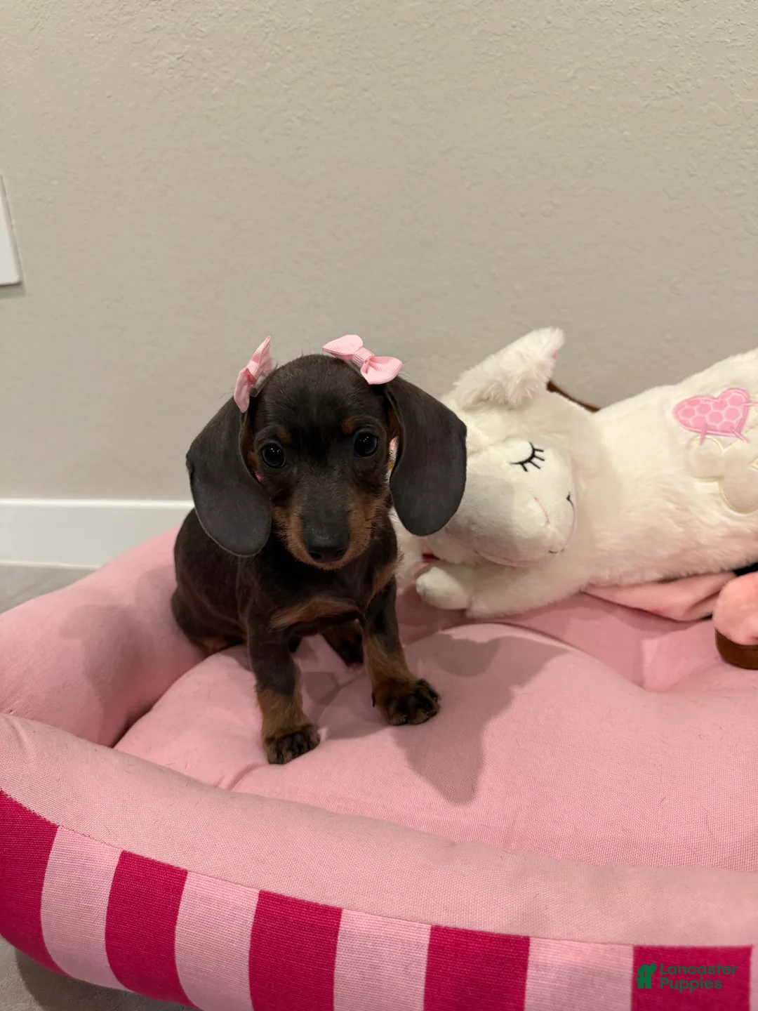 Dachshund dogs for sale: Nyla  - Ad 4