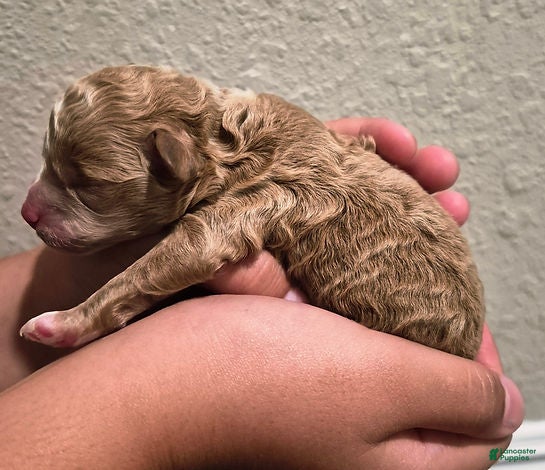 Toy Poodle dogs Maple_Male - Ad 1