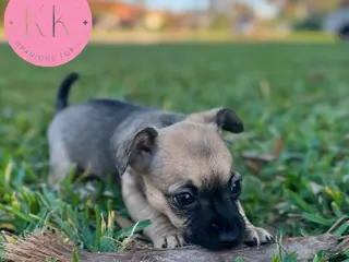 Chipoo dogs for sale: Roxy - Ad 1