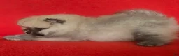 Pomeranian dogs for sale: Pomeranian 4 - Ad 1