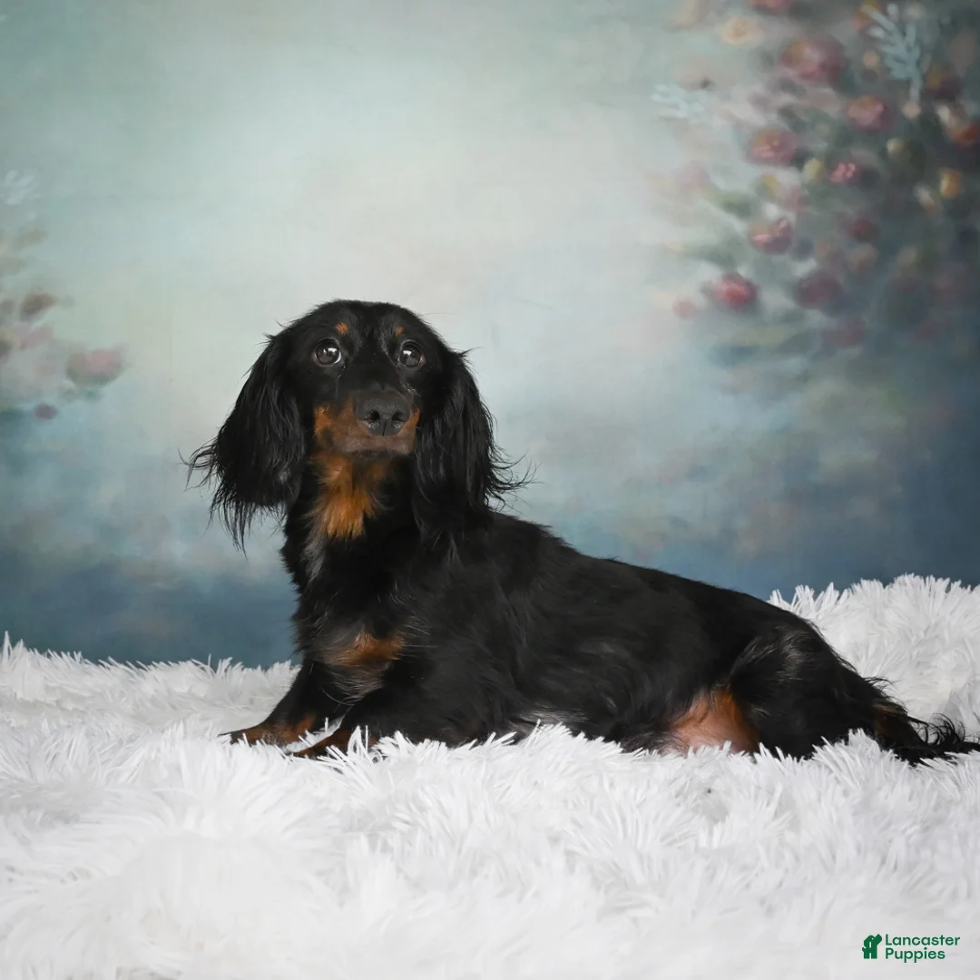 Miniature Dachshund dogs for sale: AKC-Darla - Ad 15