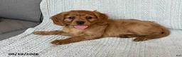 Miniature Golden Retriever dogs for sale: Bailey - Ad 1