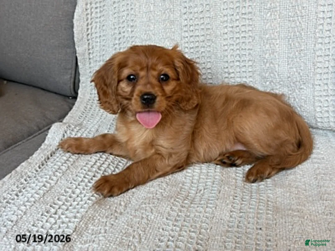 Miniature Golden Retriever dogs for sale: Bailey - Ad 1