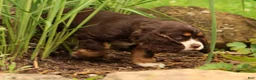 Cocker Spaniel dogs for sale: Bella - Ad 5