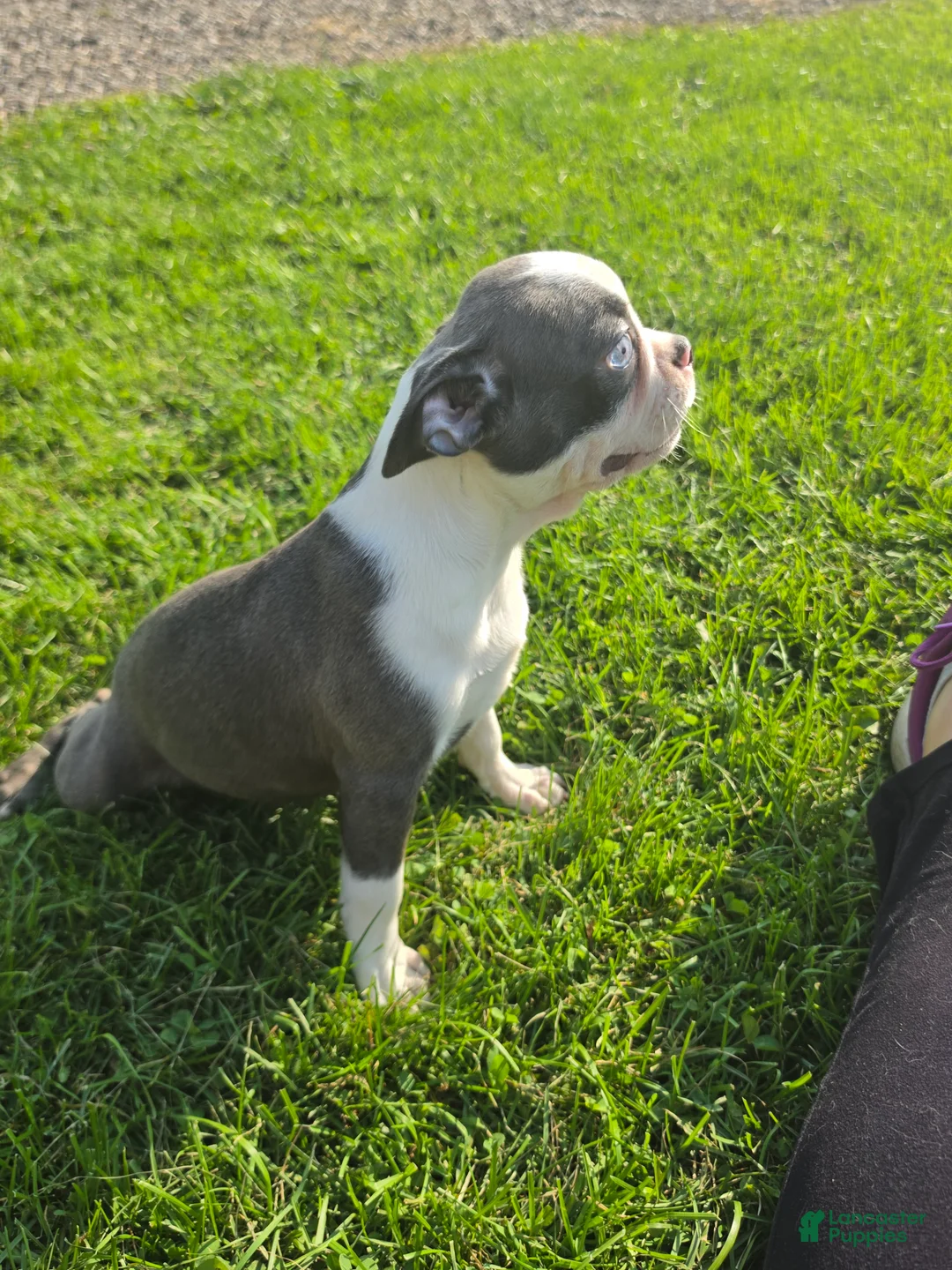 Boston Terrier dogs for sale: Boston Terrier Female 1 - Ad 3
