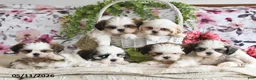 Shih Tzu dogs for sale: Audrey - Ad 3