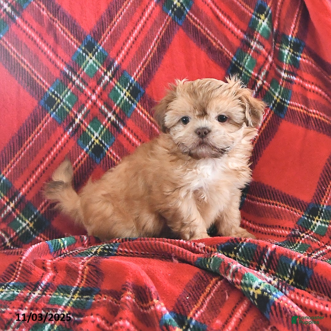 Teddy Bear dogs for sale: Rex - Ad 3