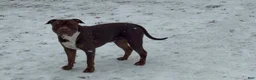 American Bully dogs for sale: American Bully 1 - Ad 7