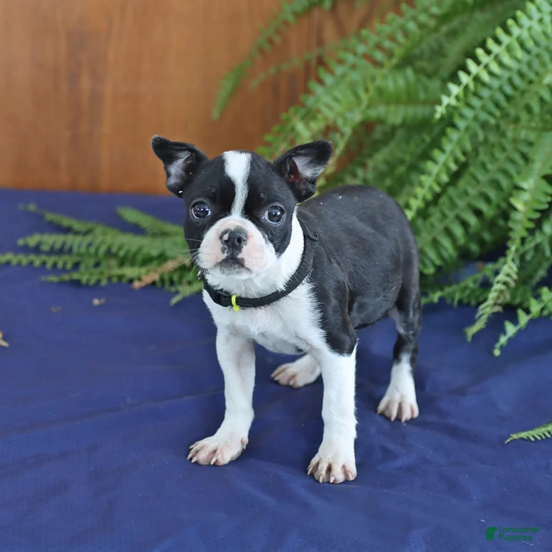 Frenchton dogs for sale: Lorrie - Ad 2