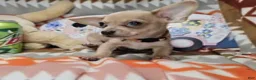 Chihuahua dogs for sale: Morck (Mini) - Ad 3