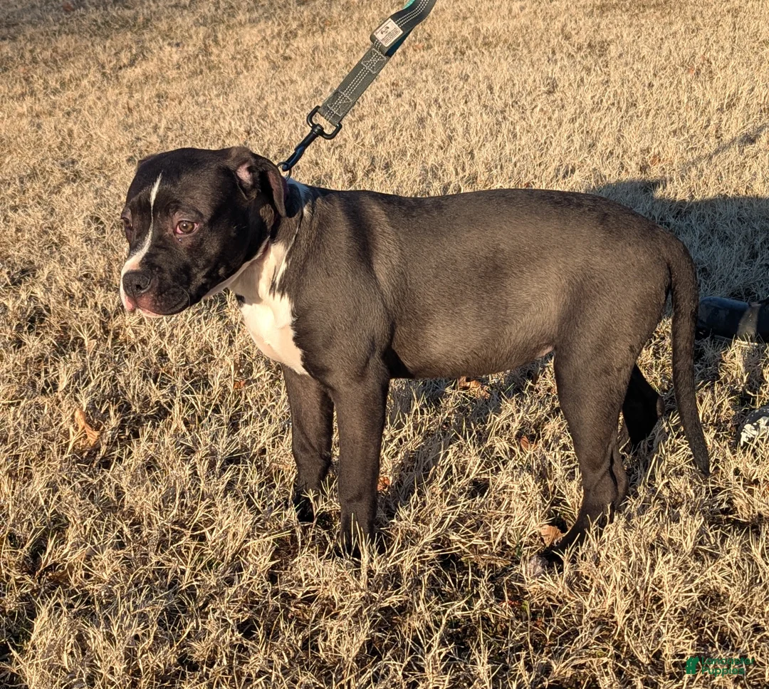 American Bully dogs for sale: Rage - Ad 6