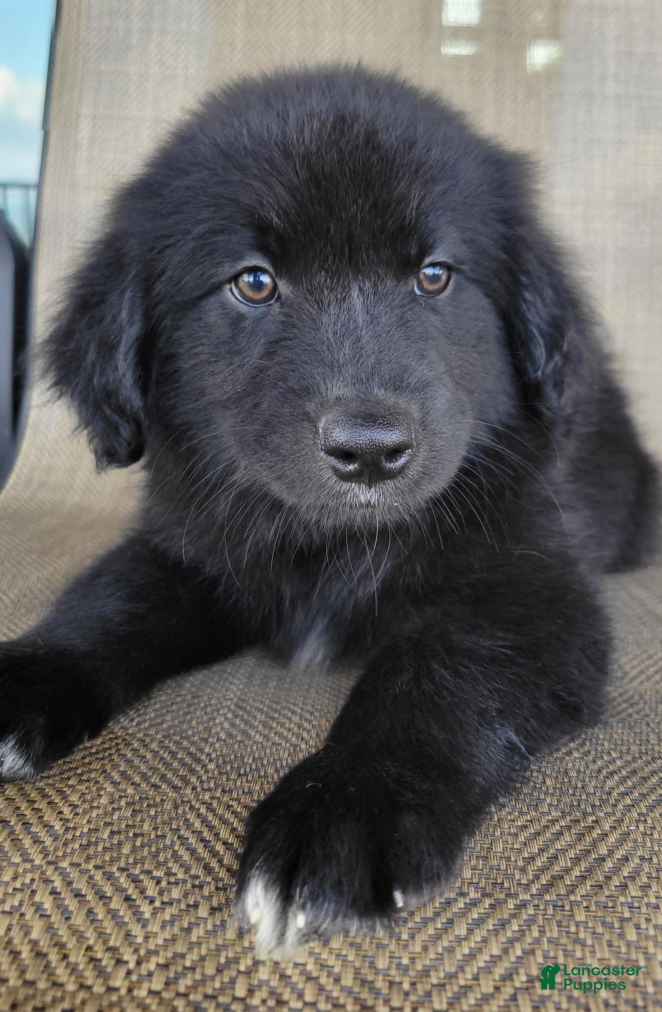 Australian Shepherd dogs Bear  - Ad 2