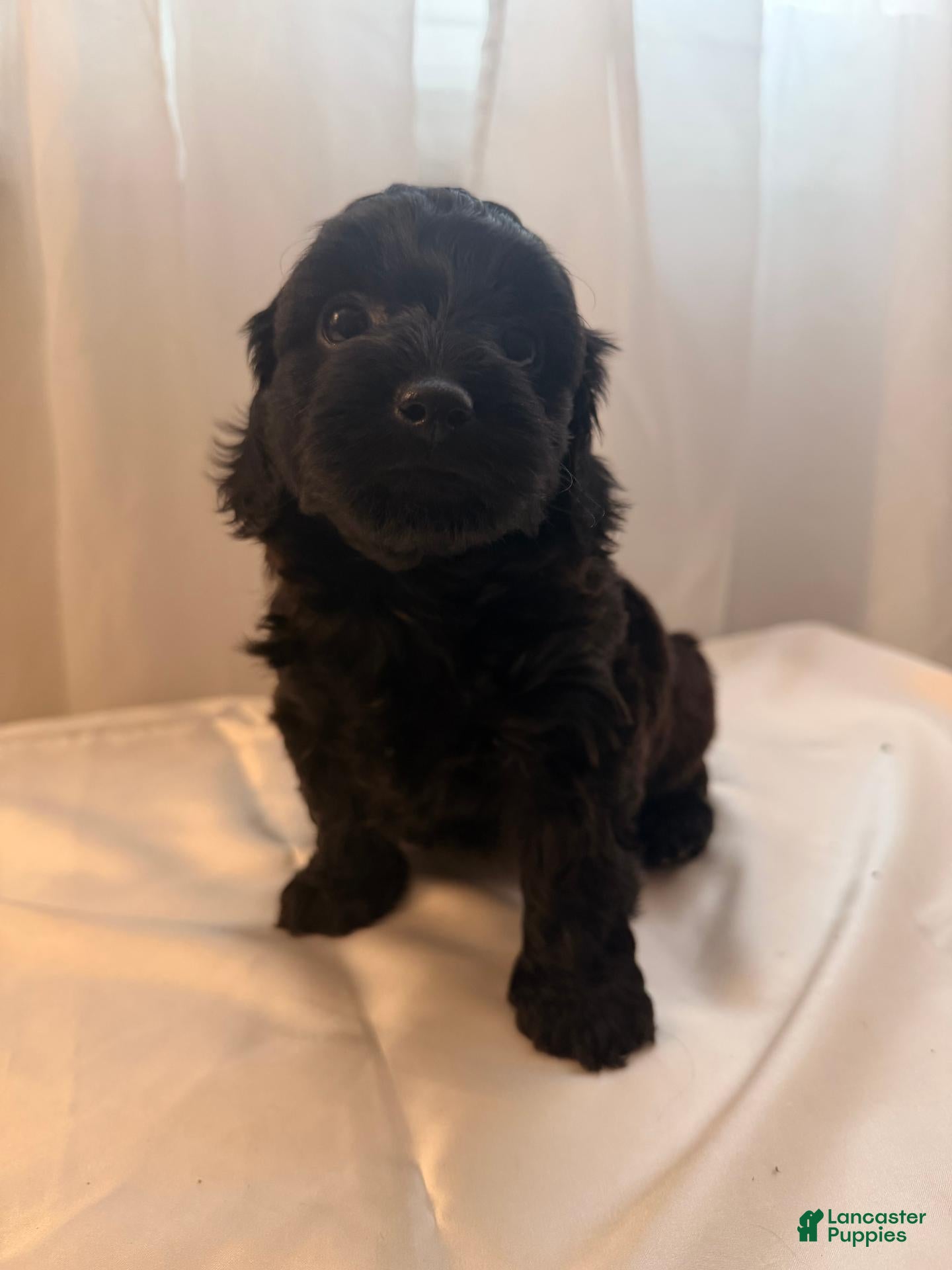 Yorkiepoo dogs Demi - Ad 1