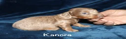 Miniature Dachshund dogs for sale: Kanora - Ad 4