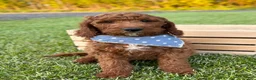Irish Doodle dogs for sale: Copper - Ad 9