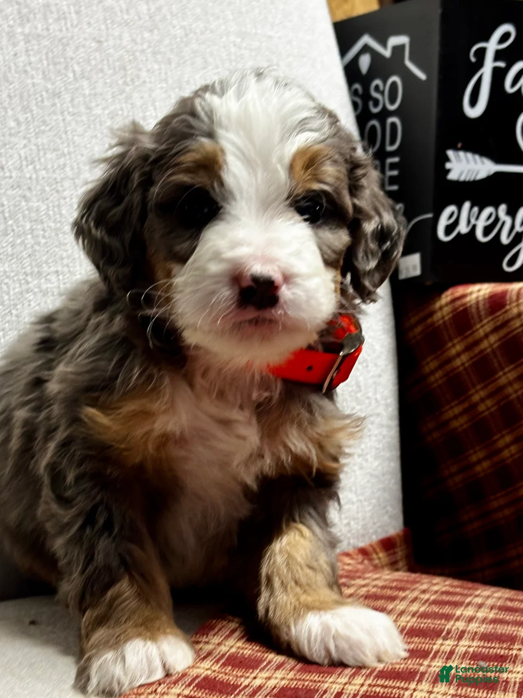 Mini Bernedoodle dogs for sale: Everest Mini Bernedoodle Puppy 6 - Ad 5