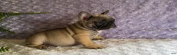 French Bulldog dogs for sale: Cookie - Ad 6