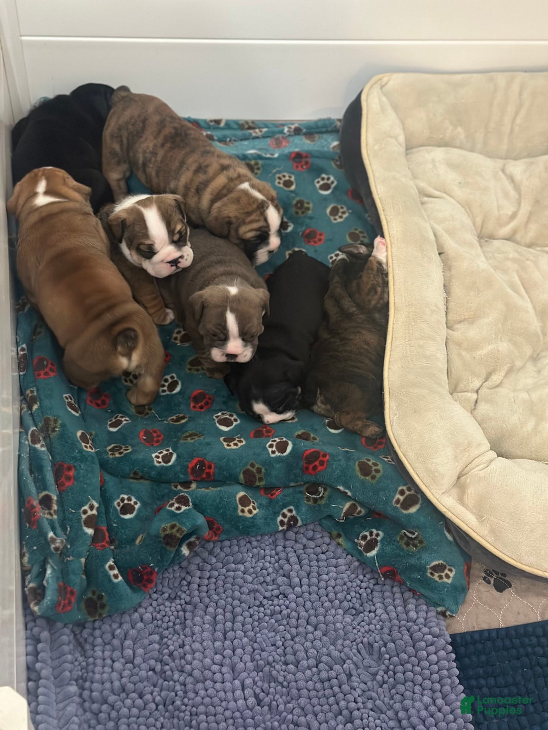 English Bulldog dogs for sale: Phyllis - Ad 11