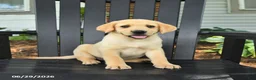 Labrador Retriever dogs for sale: Sadie - Ad 4