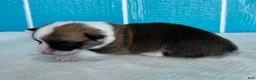 Welsh Corgi Pembroke dogs for sale: Johnny Welsh Corgi Pembroke Puppy  - Ad 9
