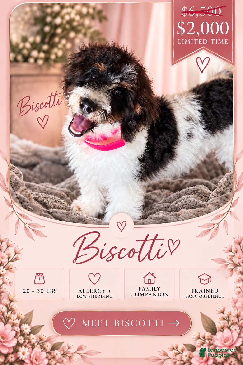 Doodle / designer cross (Doodle / designer cross, Male) in Youngstown, FL