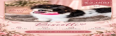Biscotti SALE!