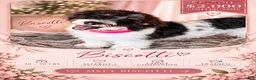 Mini Bernedoodle dogs for sale: Biscotti SALE! - Ad 1