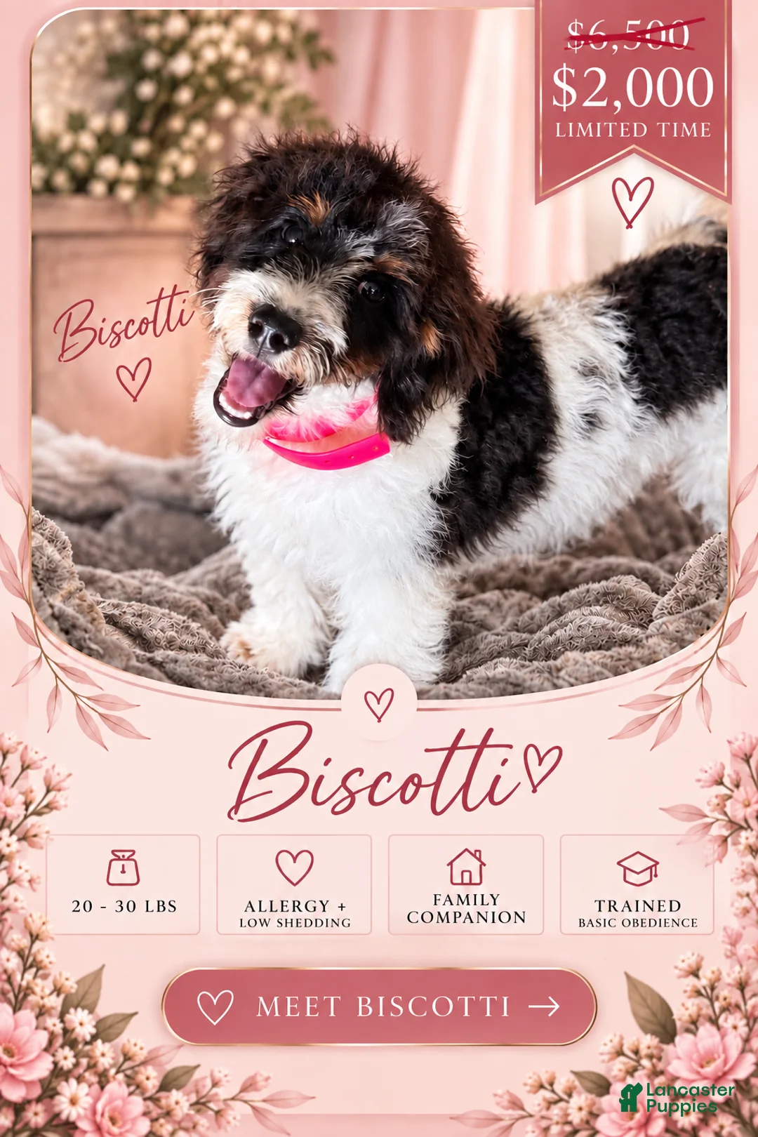 Mini Bernedoodle dogs for sale: Biscotti SALE! - Ad 1