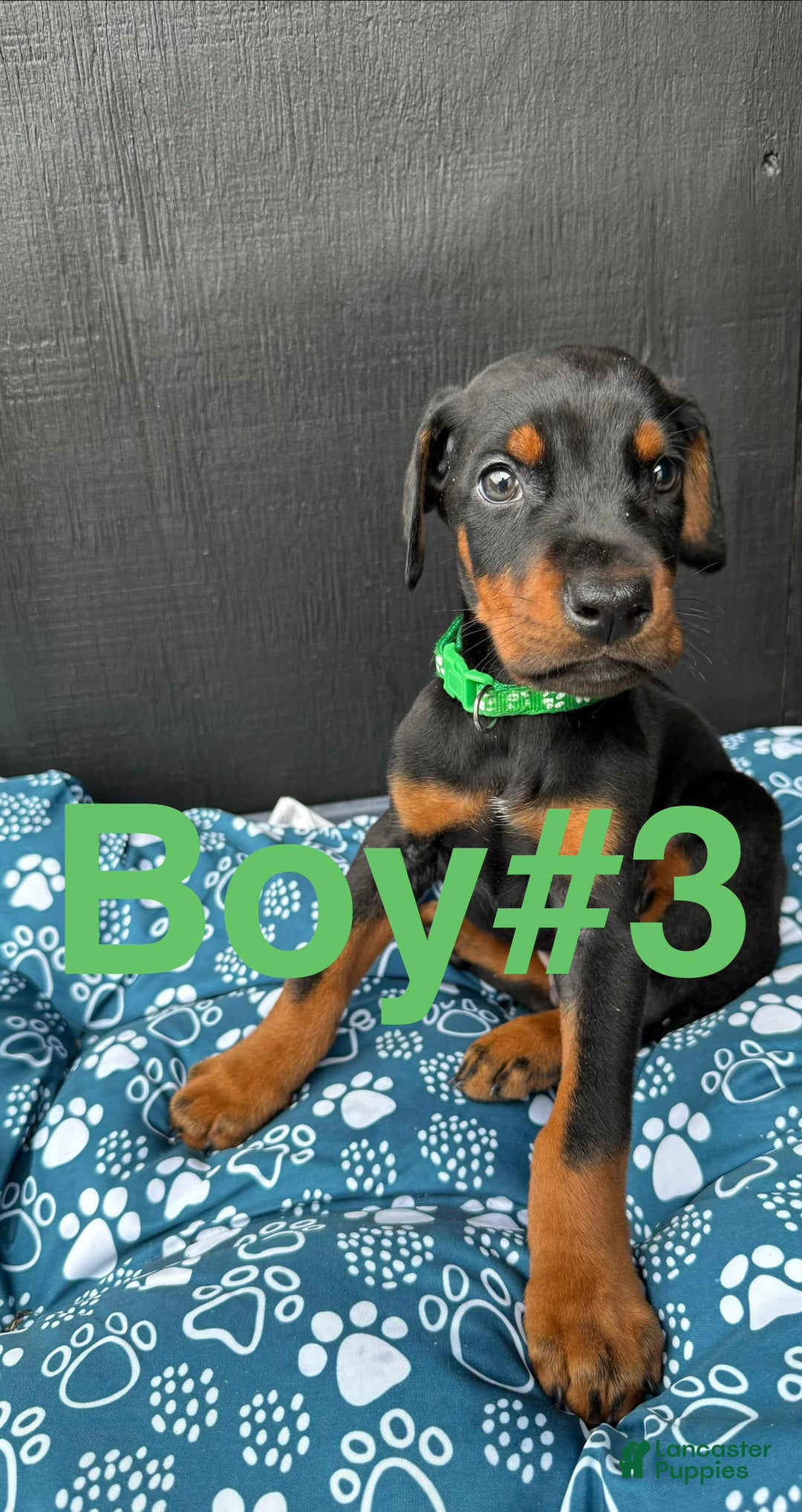 Doberman Pinscher dogs for sale: Doberman Pinscher Puppy 3 - Ad 2