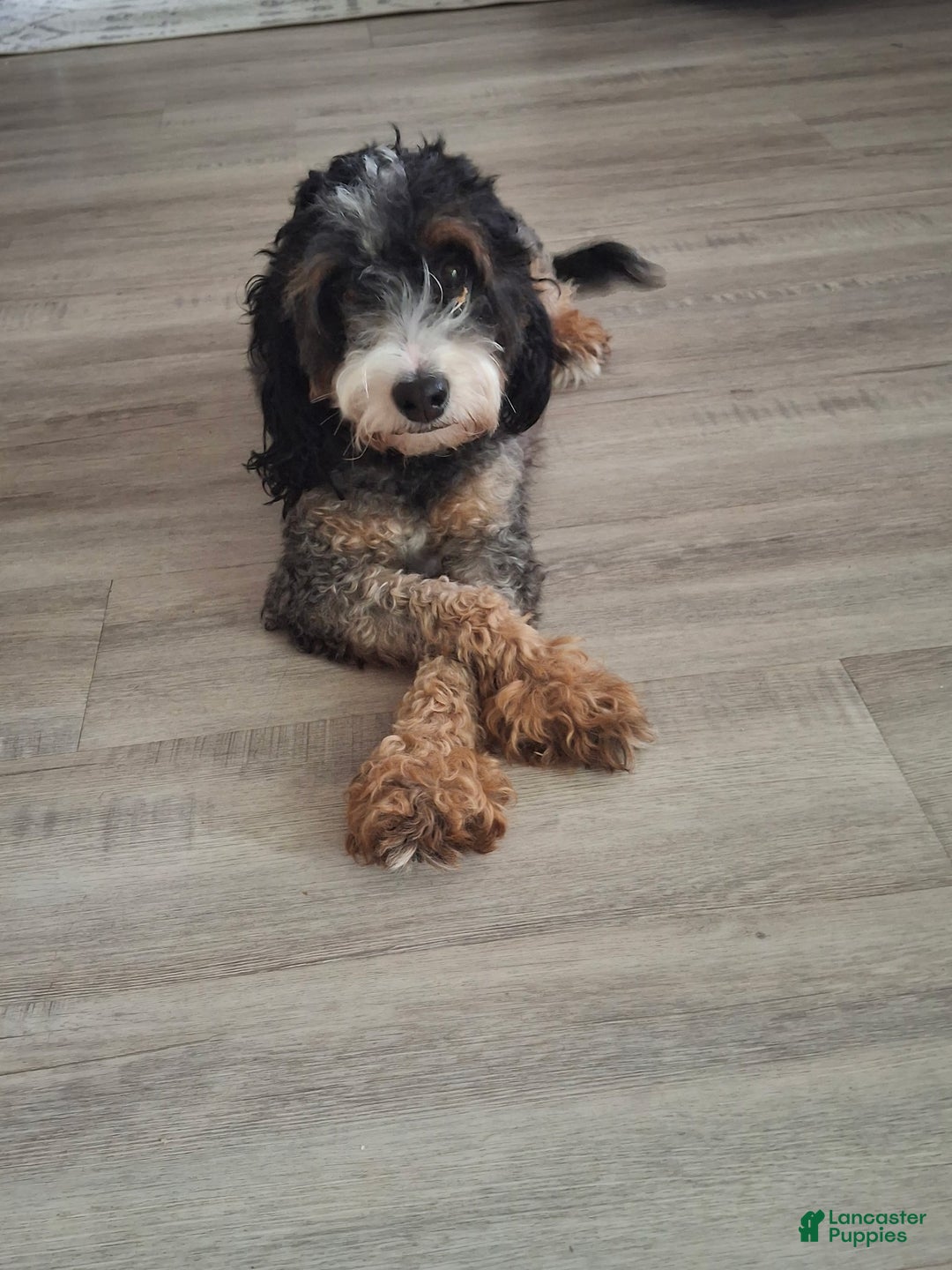 Mini Bernedoodle dogs for sale: Trinity - Ad 4