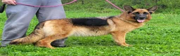 German Shepherd dogs for sale: Fiona - Ad 4
