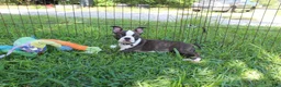 Boston Terrier dogs for sale: Lucy - Ad 5