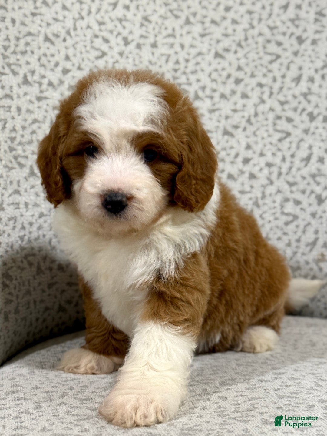 Goldendoodle dogs for sale: Princess - Ad 11