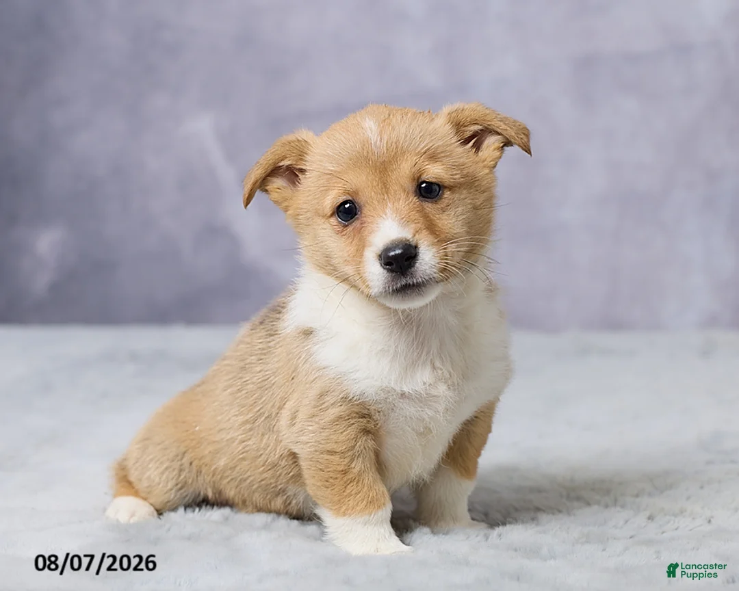 Welsh Corgi Pembroke dogs for sale: Abby - Ad 5