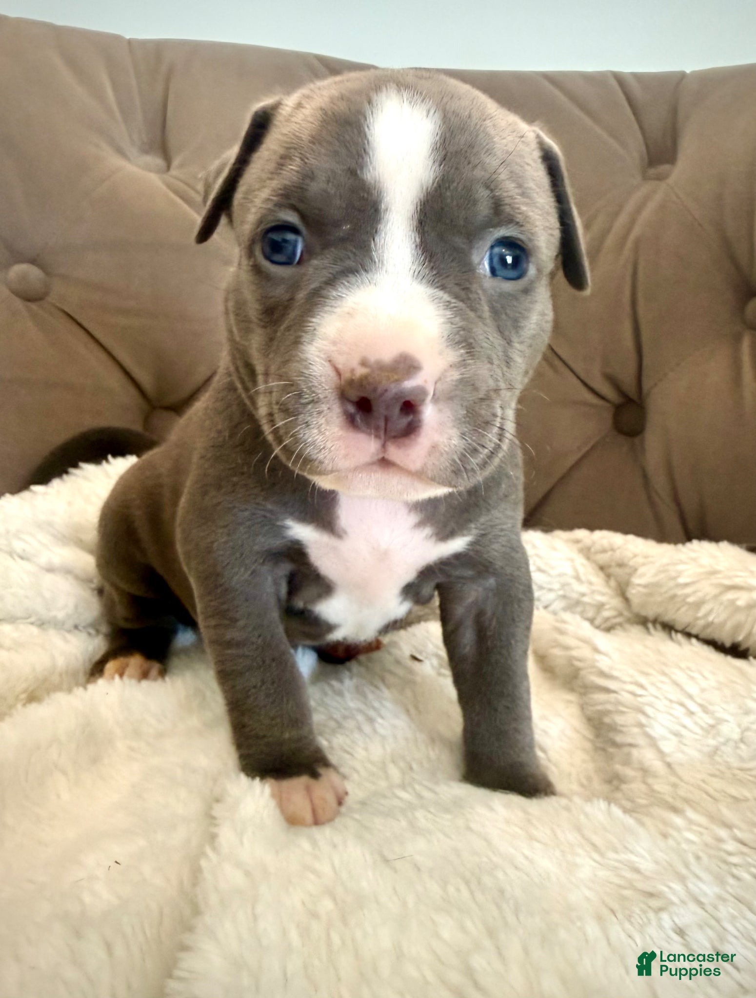 American Bully dogs Sadie - XL American Bully Puppy  - Ad 34