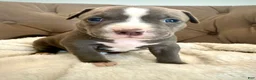 American Bully dogs for sale: Sadie - XL American Bully Puppy  - Ad 2