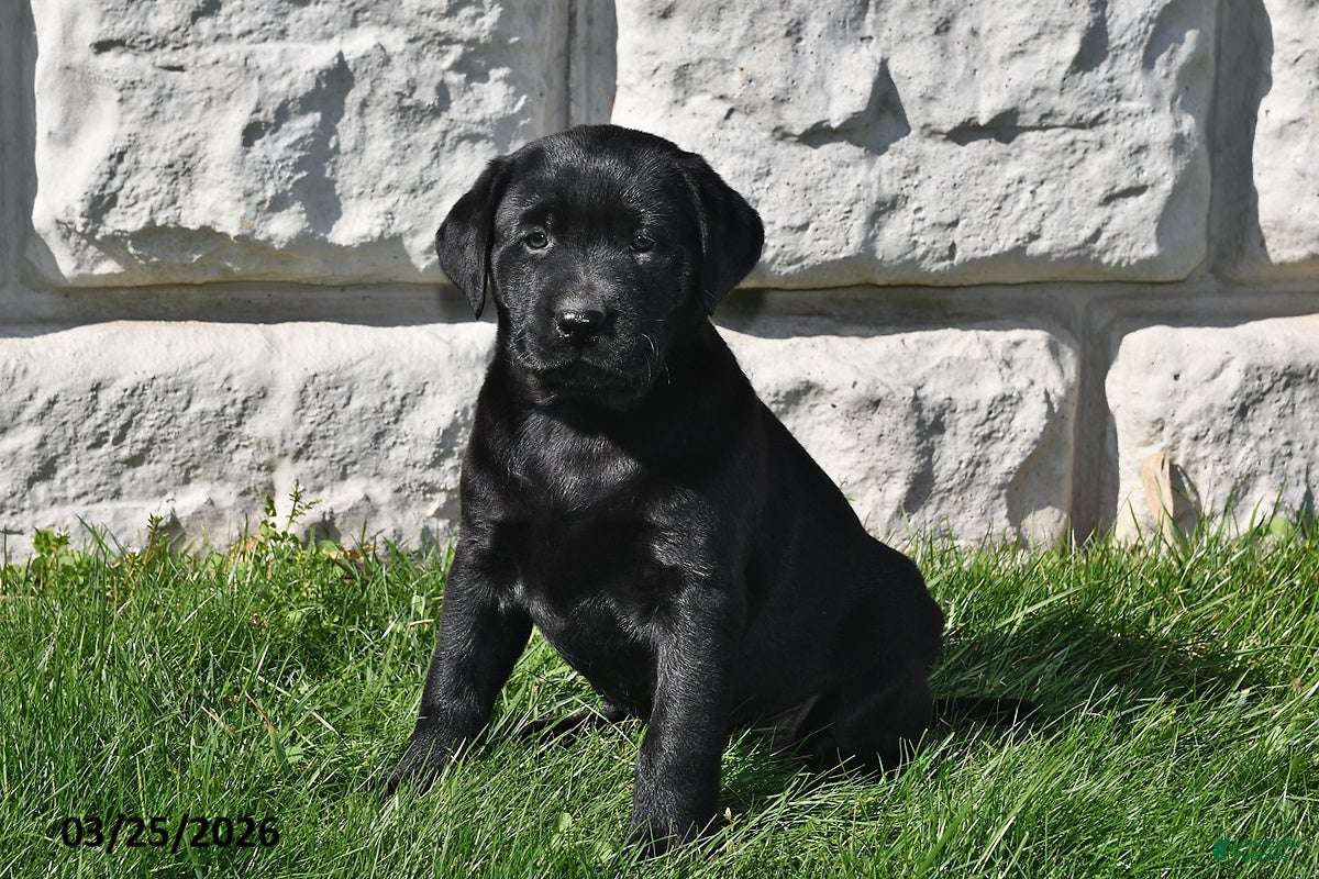 Labrador Retriever dogs Shelly - Ad 2