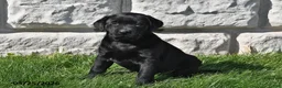 Labrador Retriever dogs for sale: Shelly - Ad 2
