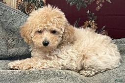 Toy Poodle dogs Macon - Ad 18
