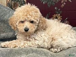 Toy Poodle dogs Macon - Ad 21