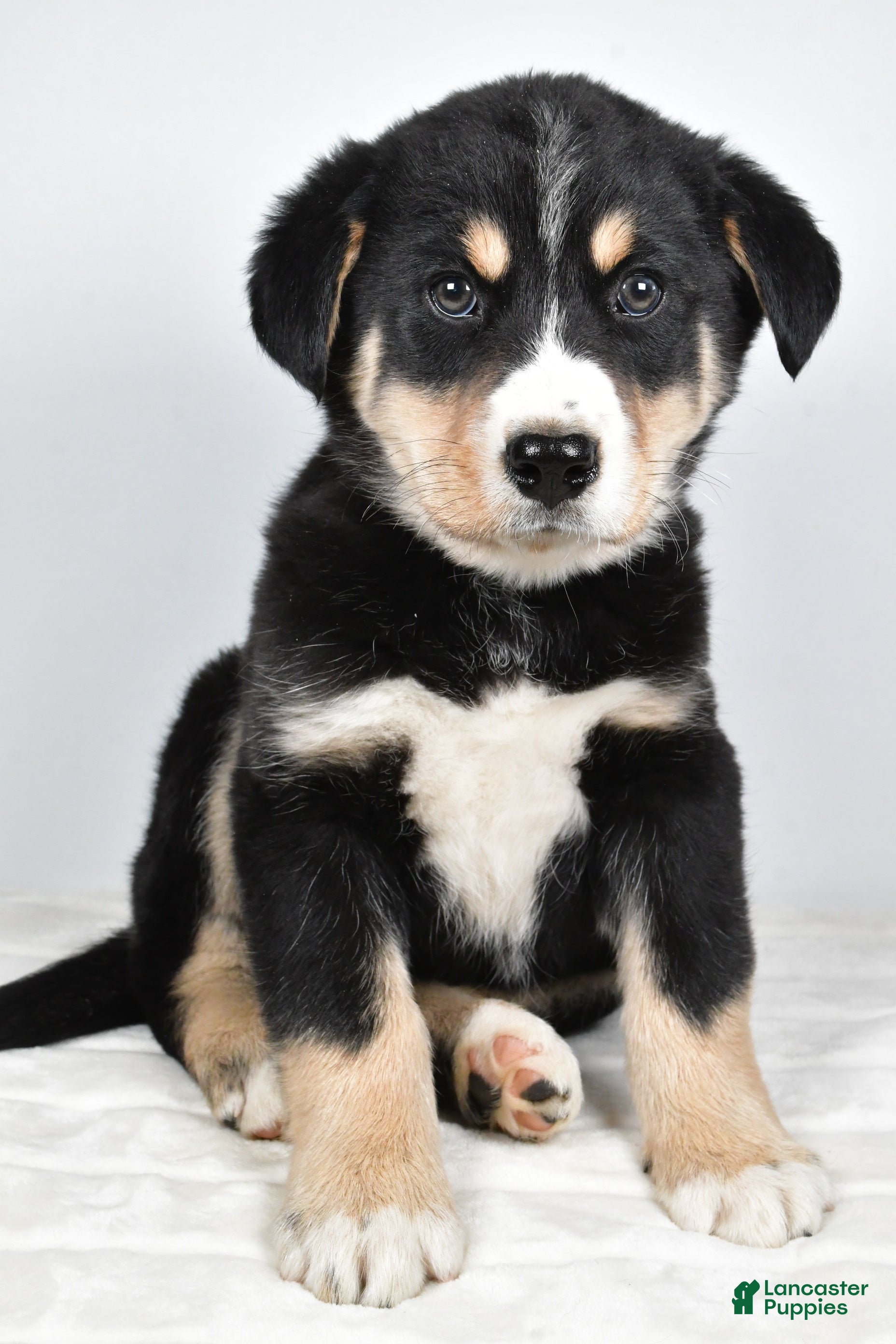 Mixed Breed dogs Sammy - Ad 16