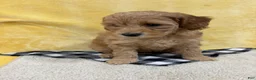 Mini Goldendoodle dogs for sale: Gracie - Ad 6