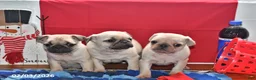 Pug dogs for sale: Cupid - Ad 4